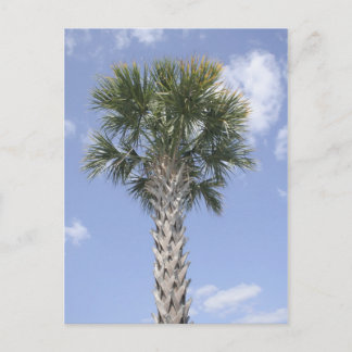 Cartão Postal Palm Tree Anywhere EUA