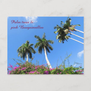 Cartão Postal Palm tree Bougainvillea bushes Florida Cartão-post