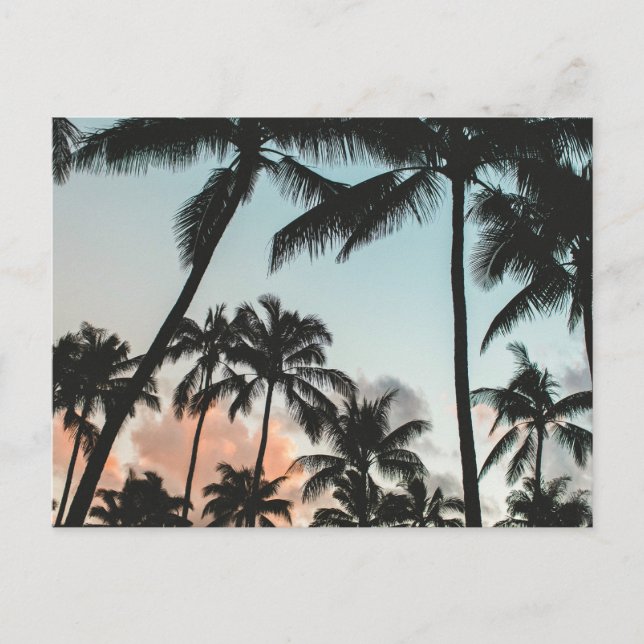 Cartão Postal Palm Tree Silhouettes (Frente)