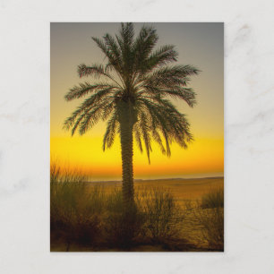 Cartão Postal Palm Tree Sunrise