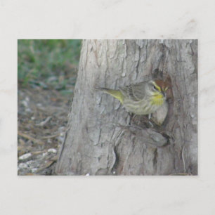 Cartão Postal Palm Warbler