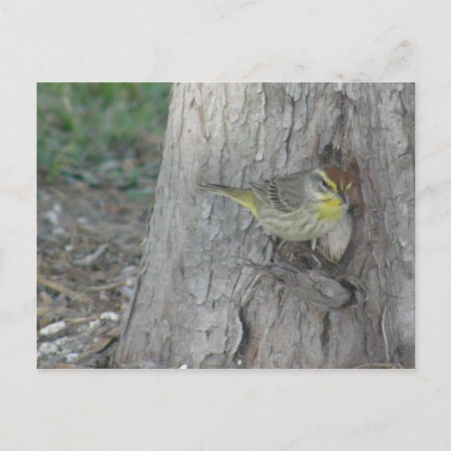 Cartão Postal Palm Warbler (Frente)