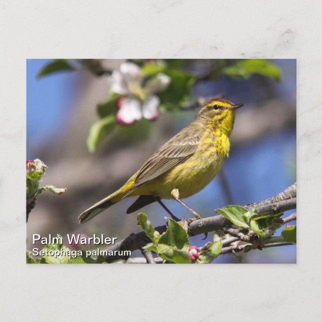 Cartão Postal Palm Warbler (Frente)