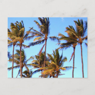 Cartão Postal Palmas de costa norte