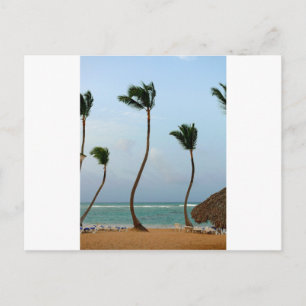 Cartão Postal Palmeira de Praia