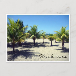 Cartão Postal palmeira de tela