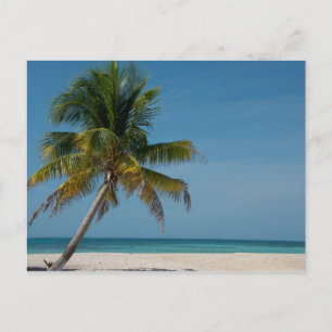 Cartão Postal Palmeira e praia de areia branca  2