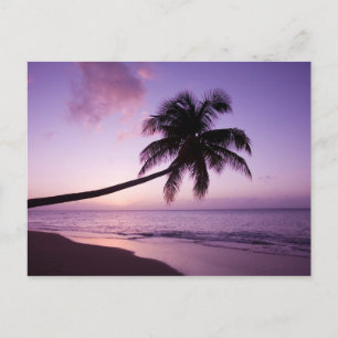 Cartão Postal Palmeira solitária ao pôr do sol, praia Coconut Gr