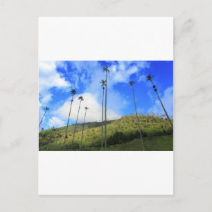 Cartão Postal Palmeiras colombianas de cera no Vale de Cocora