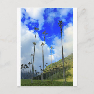 Cartão Postal Palmeiras de cera do Vale de Cocora Colômbia