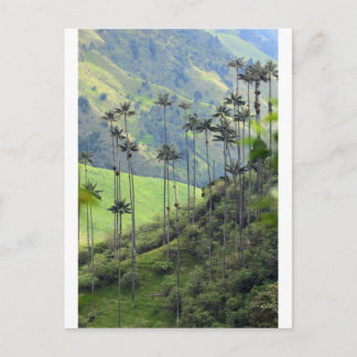 Cartão Postal Palmeiras de cera do Vale de Cocora Colômbia