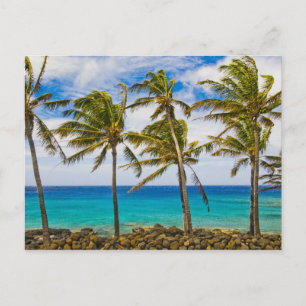 Cartão Postal Palmeiras de coco (Cocos nucifera) balançando ao