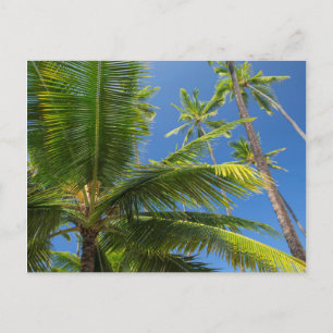 Cartão Postal Palmeiras de coco, Pu'uhonua o Honaunau 1