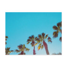 Palmeiras Ensolaradas