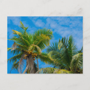 Cartão Postal Palmeiras Tropicais e Cocos