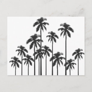 Cartão Postal Palmeiras tropicais exóticas preto e branco