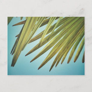 Cartão Postal Palmenwedel am Sommerhimmel