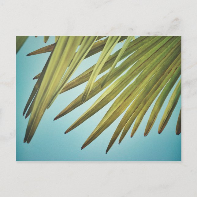 Cartão Postal Palmenwedel am Sommerhimmel (Frente)