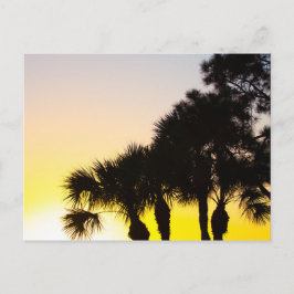 Cartão Postal Palmetto e Pine Tree Sunrise, Rua de Porto. Lucie,