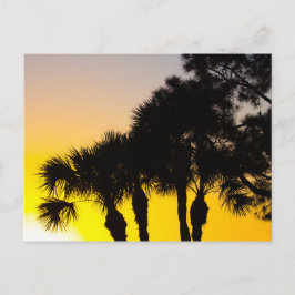 Cartão Postal Palmetto e Pine Tree Sunrise, Rua de Porto. Lucie,