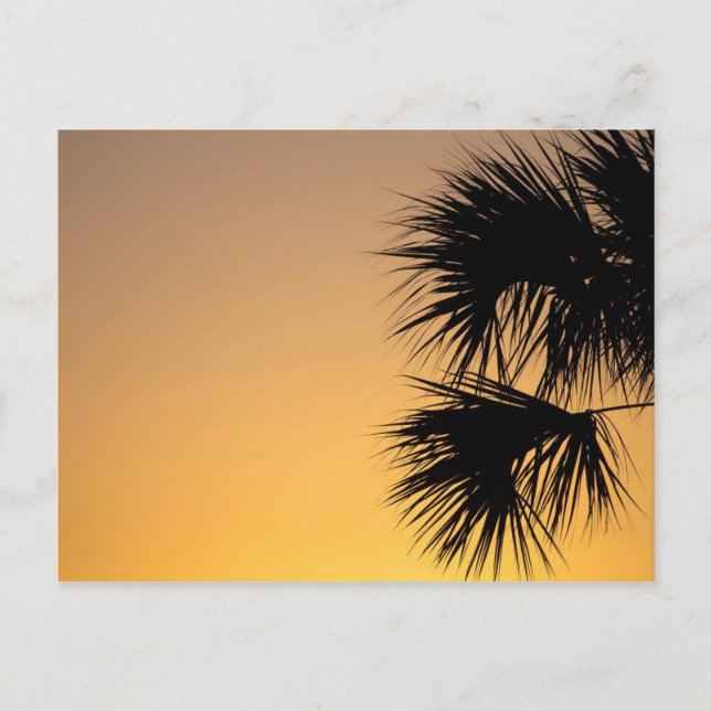Cartão Postal Palmetto Tree at Sunrise, Florida (Frente)