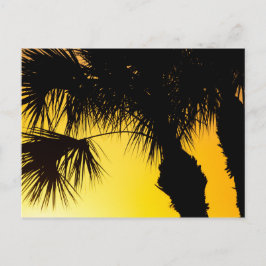 Cartão Postal Palmetto Tree Sunrise, Rua de Porto. Lucie, FL