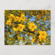 Palo Verde Blossoms em Primavera