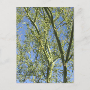 Cartão Postal Palo Verde Trees
