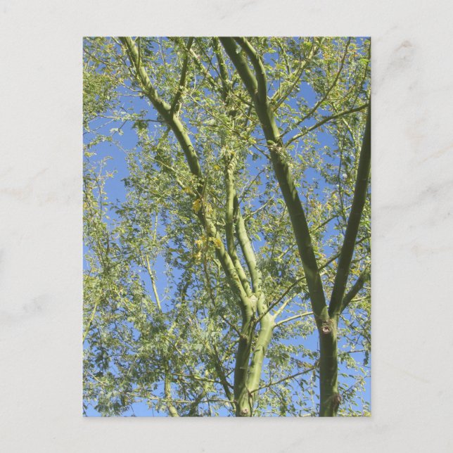 Cartão Postal Palo Verde Trees (Frente)