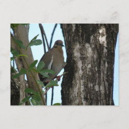 Cartão Postal Paloma Tortola