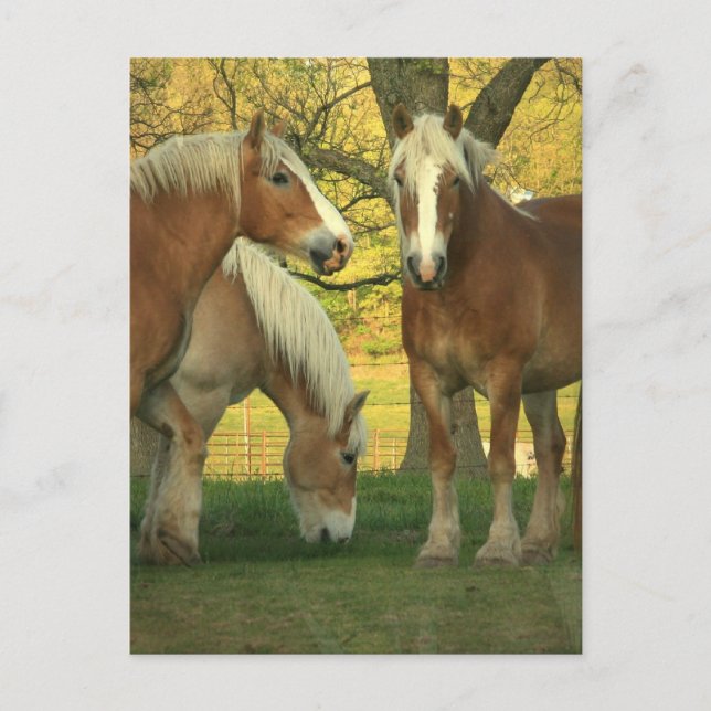 Cartão postal Palomino Draft Horses (Frente)