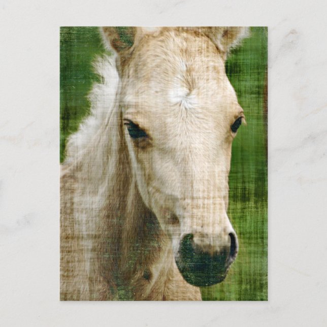 Cartão Postal Palomino Foal (Frente)