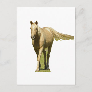 Cartão Postal Palomino Horse