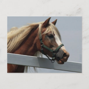 Cartão Postal Palomino Horse