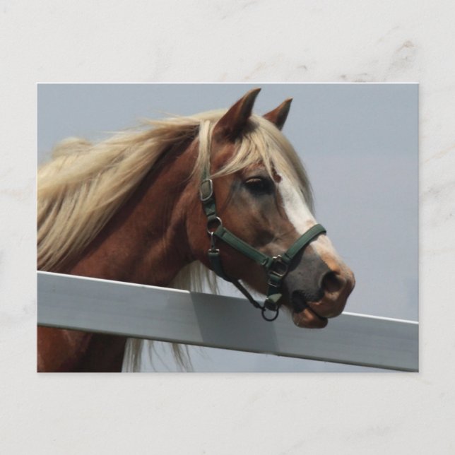 Cartão Postal Palomino Horse (Frente)