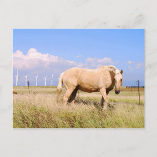 Cartão Postal Palomino Horse com Cartaz de Moinhos