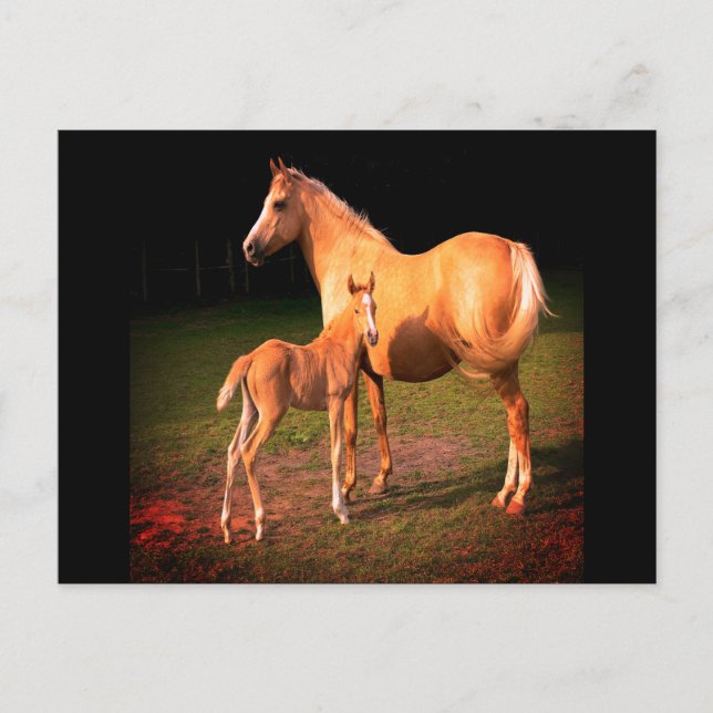 Cartão postal Palomino Horse e Colt (Frente)