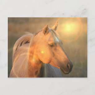 Cartão Postal Palomino Horse no Cartão-postal Claro