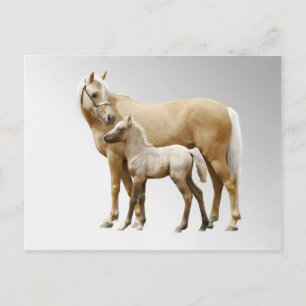 Cartão Postal Palomino Mare & Foal