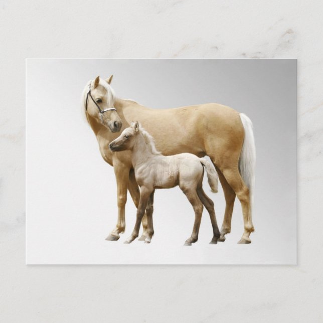 Cartão Postal Palomino Mare & Foal (Frente)