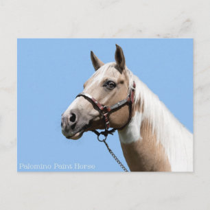 Cartão Postal Palomino Paint Horse Retrato