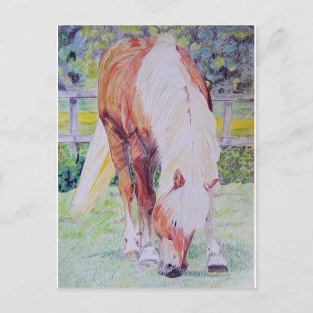 Cartão Postal Palomino Princesa (Frente)