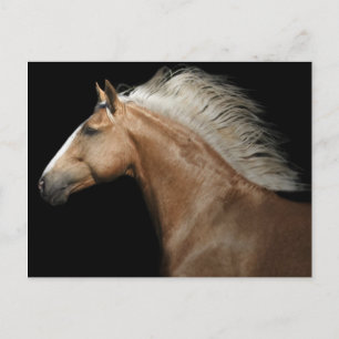 Cartão Postal Palomino Stallion