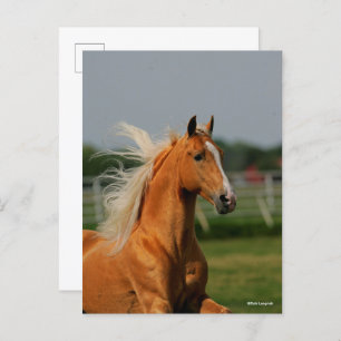 Cartão Postal Palomino Tennesee Walking Horse Stallion