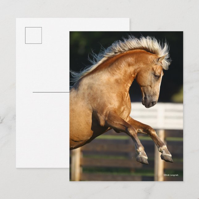 Cartão Postal Palomino Tennessee Walker Stallion Rearing (Frente/Verso)