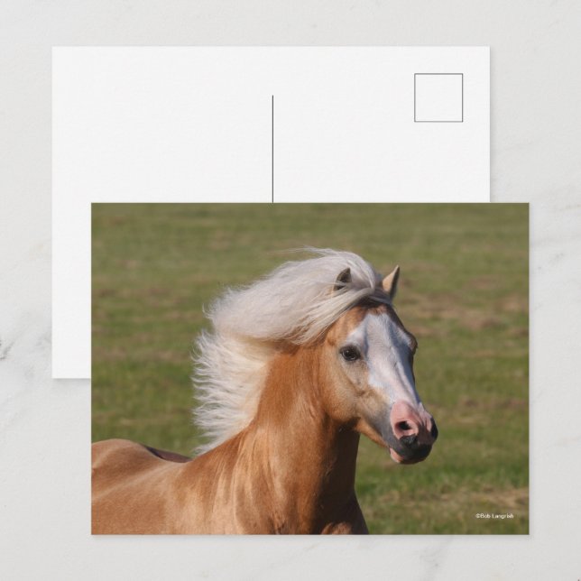 Cartão Postal Palomino Welsh Pony Headhot Mane Flowing (Frente/Verso)