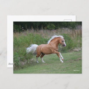 Cartão Postal Palomino Welsh Pony Stallion Correndo