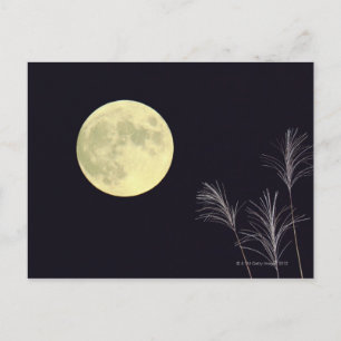 Cartão Postal Pampas Japonês Grass 2