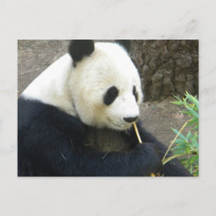 Cartão Postal Panda