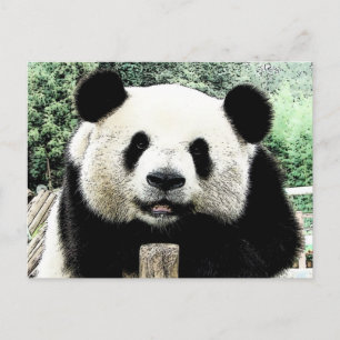 Cartão Postal Panda